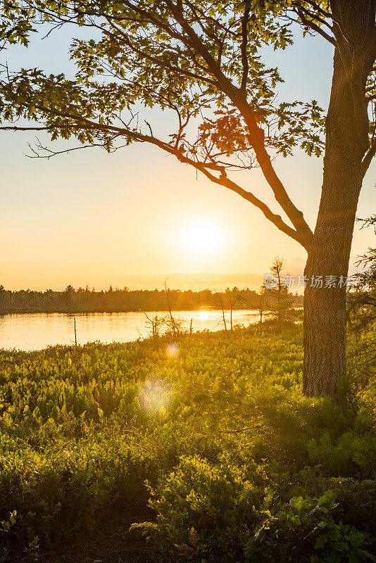 Muskoka Torrance Barrens暗天保护区和高地池塘，Gravenhurst，加拿大